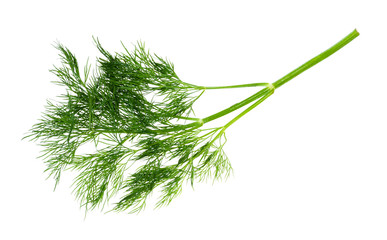 fresh wet green twig of dill herb cutout on white