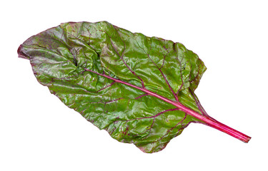 wet leaf of beet plant (chard) cutout on white