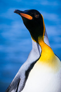 King Penguin, Jason Harbour, South Georgia Island.