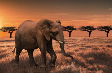 Wild elephant in the African savanna against the background of a beautiful orange sunset.