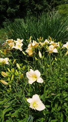 Fototapeta premium Blumen