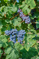 Red grape variety. Good grape harvest. Grapes in vineyard raw ready for harvest in Italy.