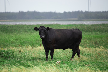 Naklejka na ściany i meble Black angus cow on the field in Denmark