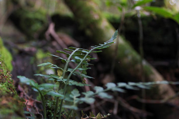 Forest landscape with native vegetation.