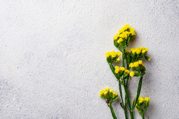 Yellow Limonium flower on white background