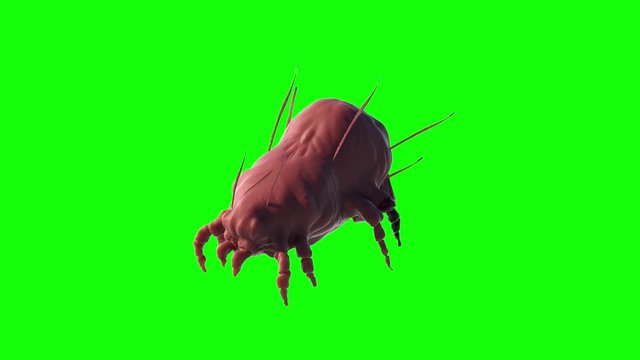 a house dust mite 3d render on green background