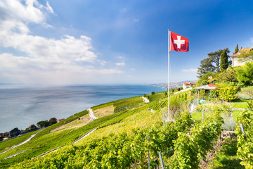 Vineyard cultivation at the Lavaux, Switzerland