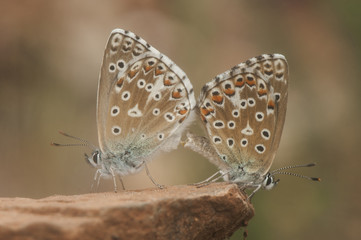 Polyommatus bellargus Adonis Blue small butterfly of the family lycaenidae very common in the fields of Huelva couple mating