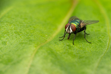 Closeup of a fly on a plant in the garden