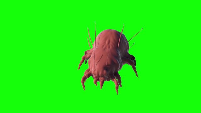 a house dust mite 3d render on green background