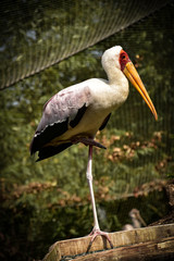 Stork ciconia