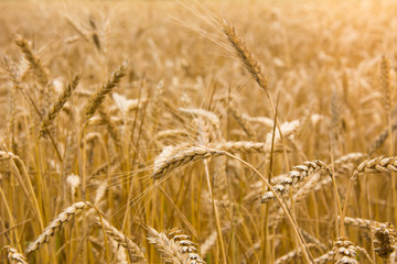 Closeup of ripe wheat field with gold spike in focus. Harvest time