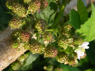 Bunch of immature blackberries near the log. the low angle of the sun.