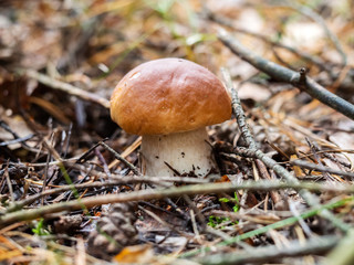 Macro of porcini (Boletus edulis) mushroom in the forest