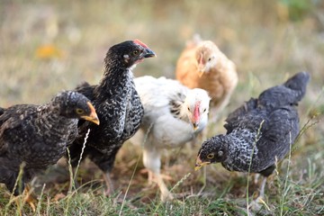 Group of young chicken free wandering outdoors