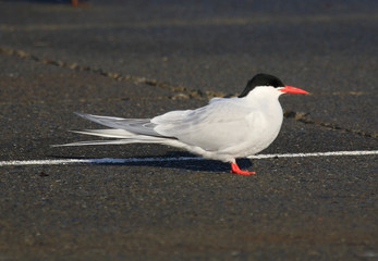 Breeding Arctic Tern in Australasia