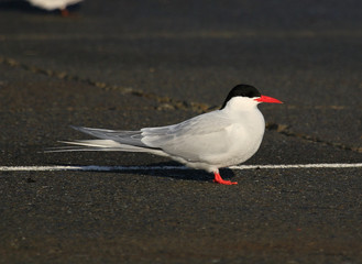 Breeding Arctic Tern in Australasia