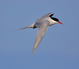 Breeding Arctic Tern in Australasia