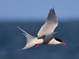 Breeding Arctic Tern in Australasia