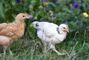 Group of young chicken free wandering outdoors with flowers in background