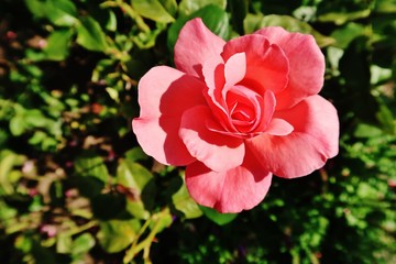 Obraz premium Blühende Rose