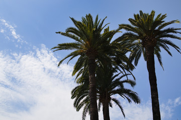 palm trees against blue sky