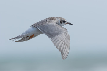 Black Fronted Tern Endemic to New Zealand