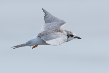 Black Fronted Tern Endemic to New Zealand