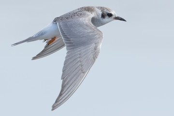 Black Fronted Tern Endemic to New Zealand