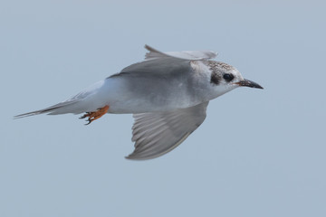 Black Fronted Tern Endemic to New Zealand
