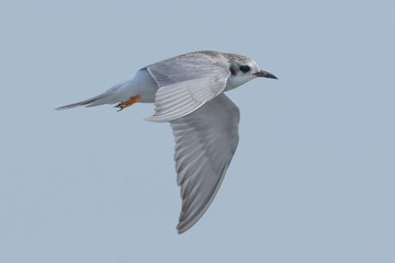 Black Fronted Tern Endemic to New Zealand