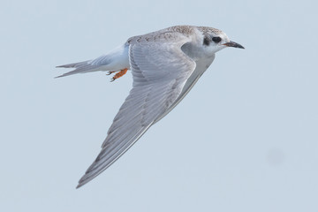 Black Fronted Tern Endemic to New Zealand