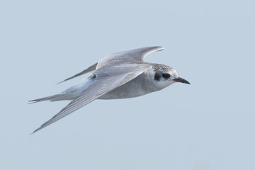 Black Fronted Tern Endemic to New Zealand
