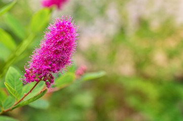 Plant Astilba. A blooming beutiful flower's background. Close-up of beautiful pink blossom on green backdrop of nature. Blurred effect. Selective focus