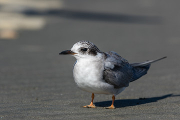 Black Fronted Tern Endemic to New Zealand