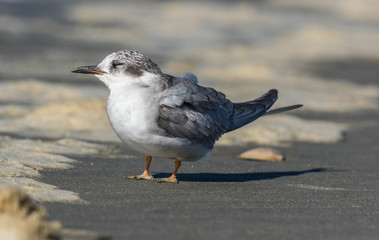 Black Fronted Tern Endemic to New Zealand