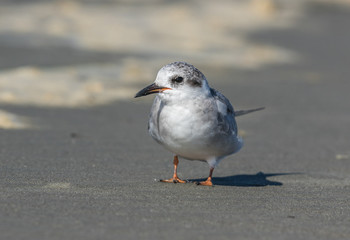 Black Fronted Tern Endemic to New Zealand