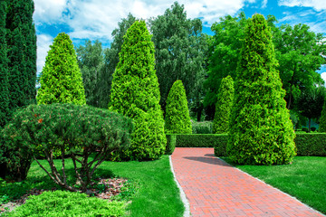 back yard with red tile path for walks among evergreen thuja and evergreen hedge of shrubs in a garden with pine plants.