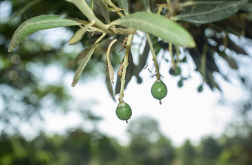 Initial maduration stage of olive fruits