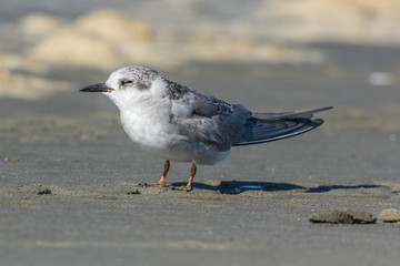 Black Fronted Tern Endemic to New Zealand