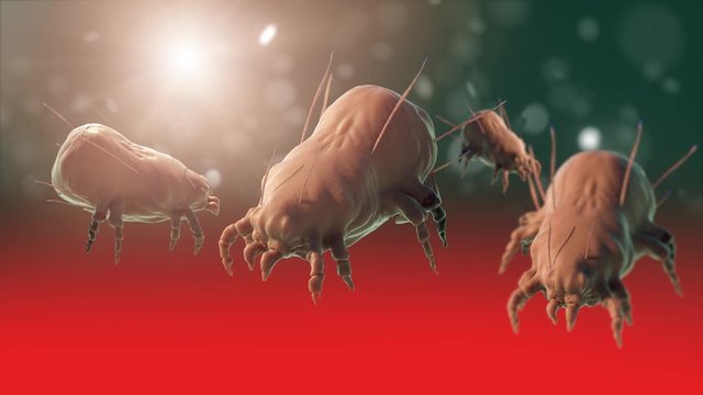 a house dust mite 3d render