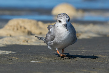 Black Fronted Tern Endemic to New Zealand