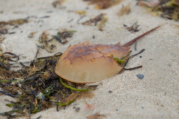 Horseshoe crab on sandy shore