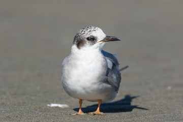 Black Fronted Tern Endemic to New Zealand