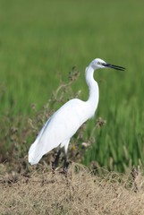 Garza comun