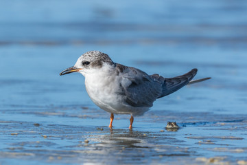 Black Fronted Tern Endemic to New Zealand