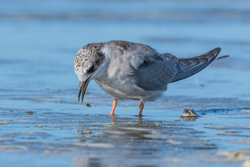 Black Fronted Tern Endemic to New Zealand
