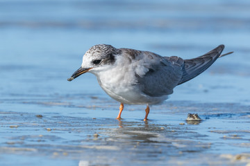 Black Fronted Tern Endemic to New Zealand