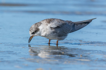 Black Fronted Tern Endemic to New Zealand