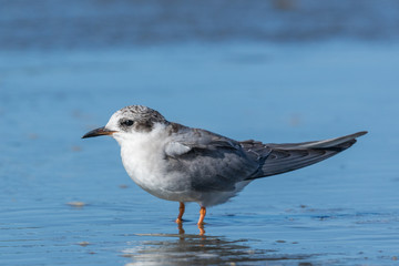 Black Fronted Tern Endemic to New Zealand